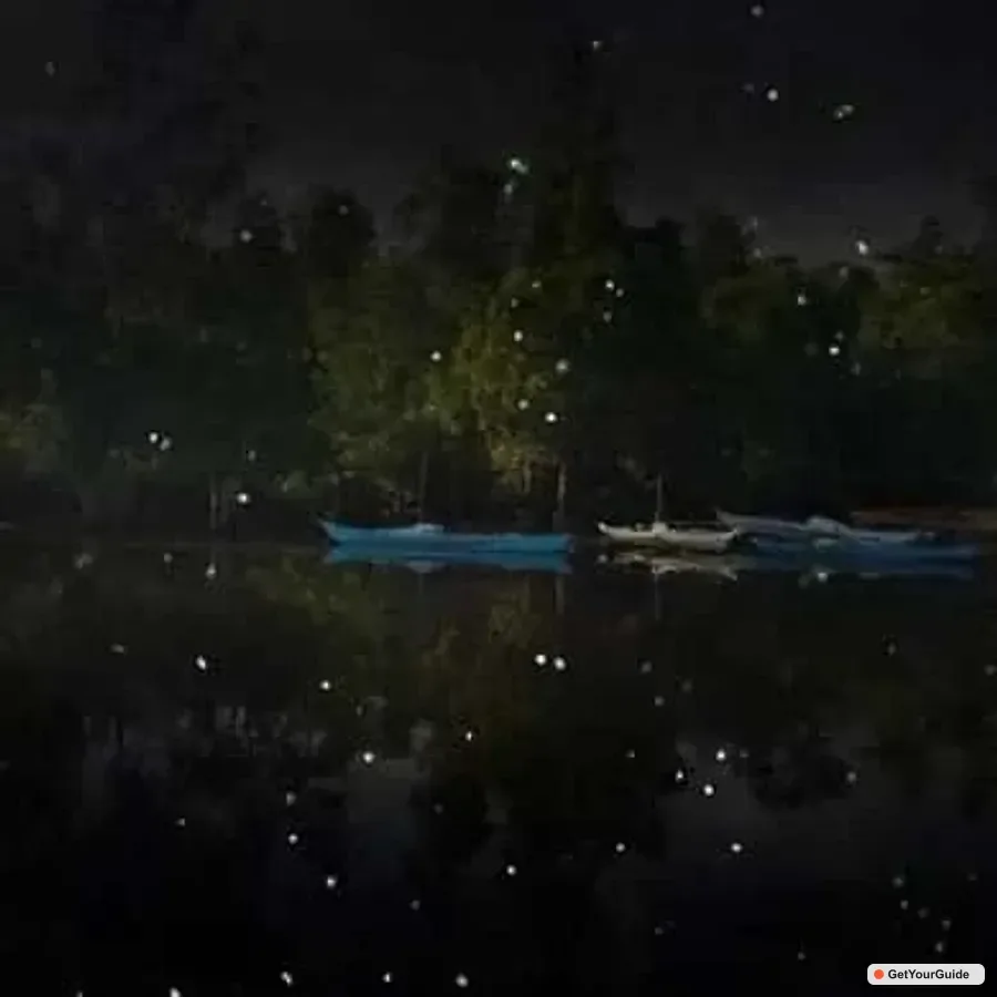 Puerto Princesa Firefly Watching Shared Tour 1