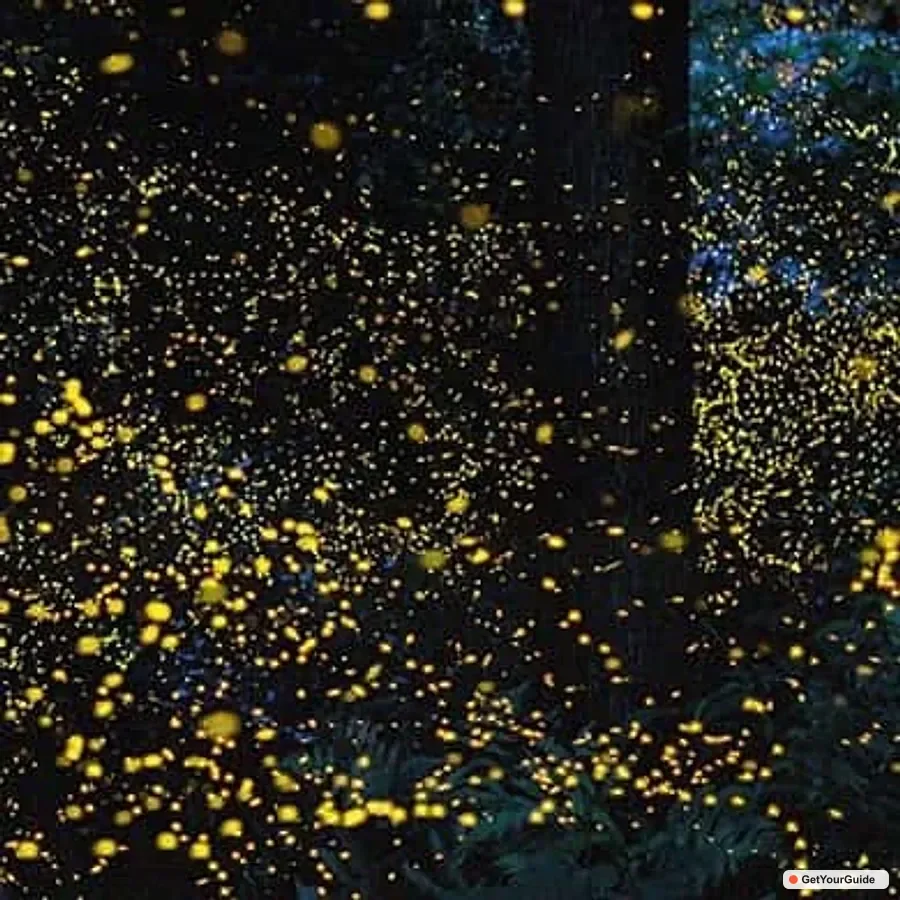 Firefly Watching (shared tour)