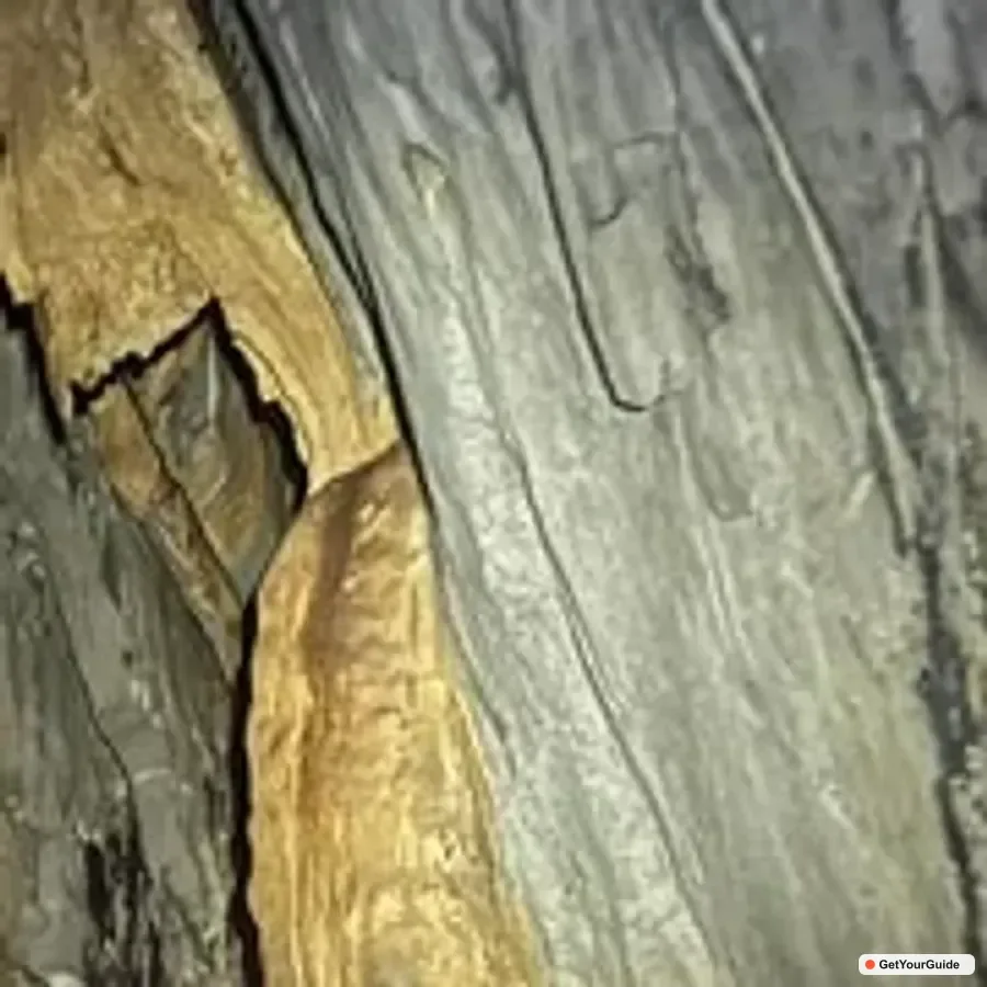 Puerto Princesa Underground River and Firefly Watching Tour