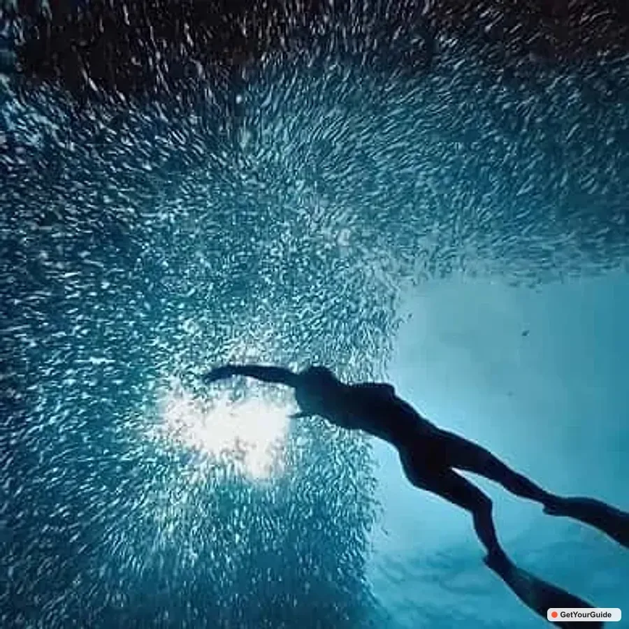 Sardine Run & Kawasan Falls Canyoneering
