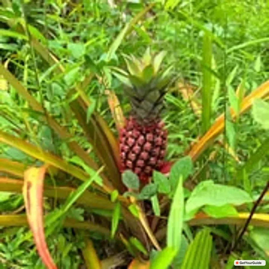 Sibaltan Local Organic Farm Tour and Product Tasting 1