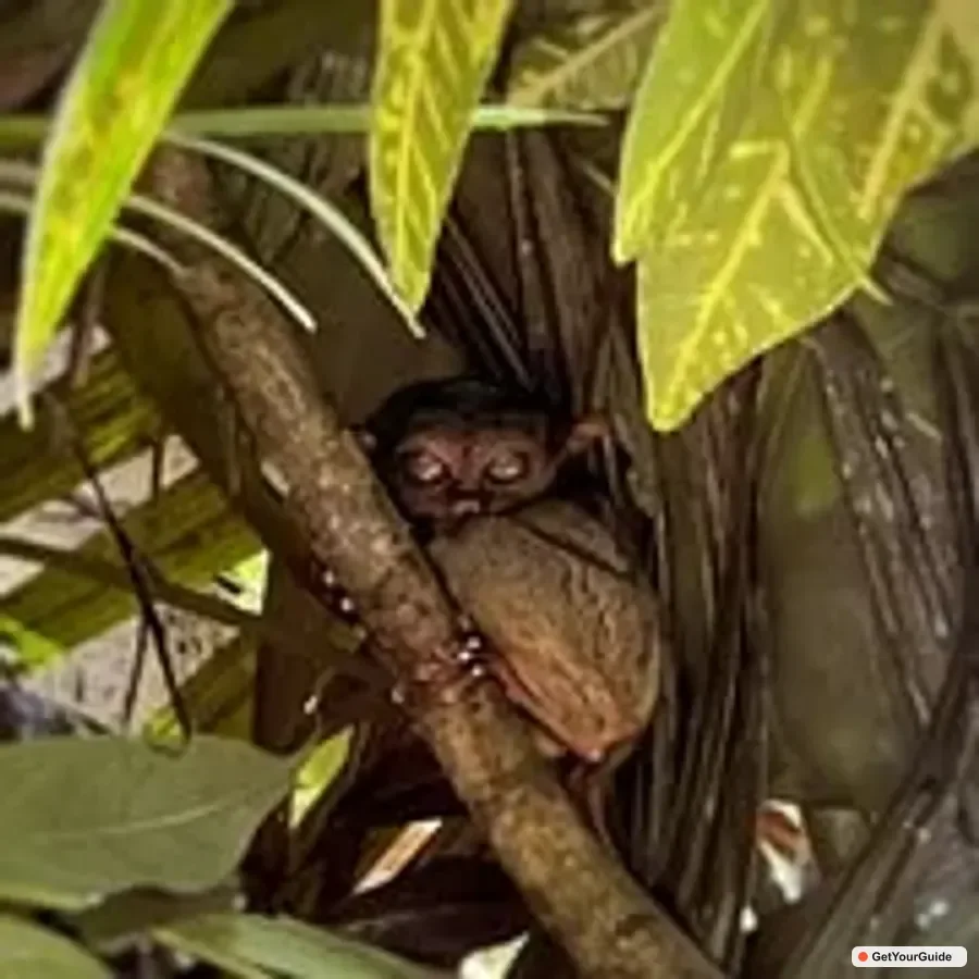 Signature Private Chocolate Hills, Tarsiers & River Experience