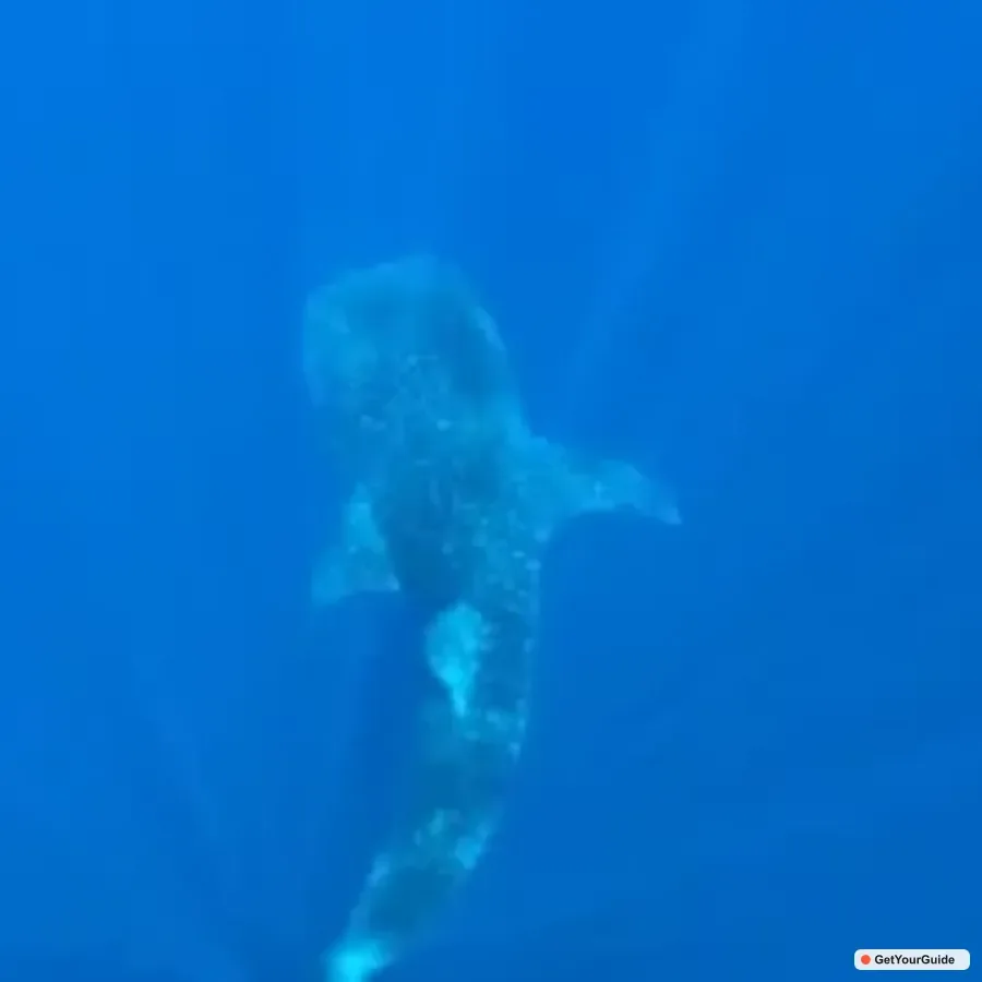 Swim with Whale Sharks Boat Cruise