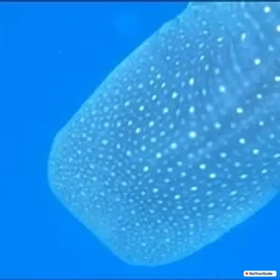Swim with Whale Sharks Boat Cruise