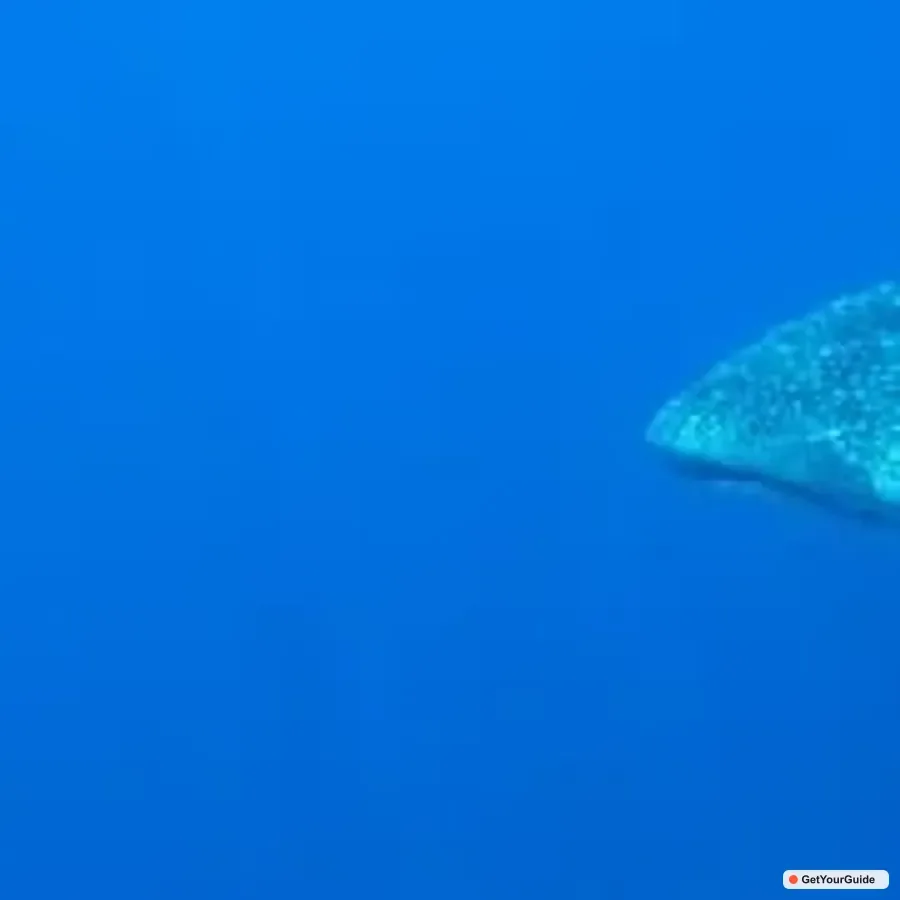 Swim with Whale Sharks Boat Cruise
