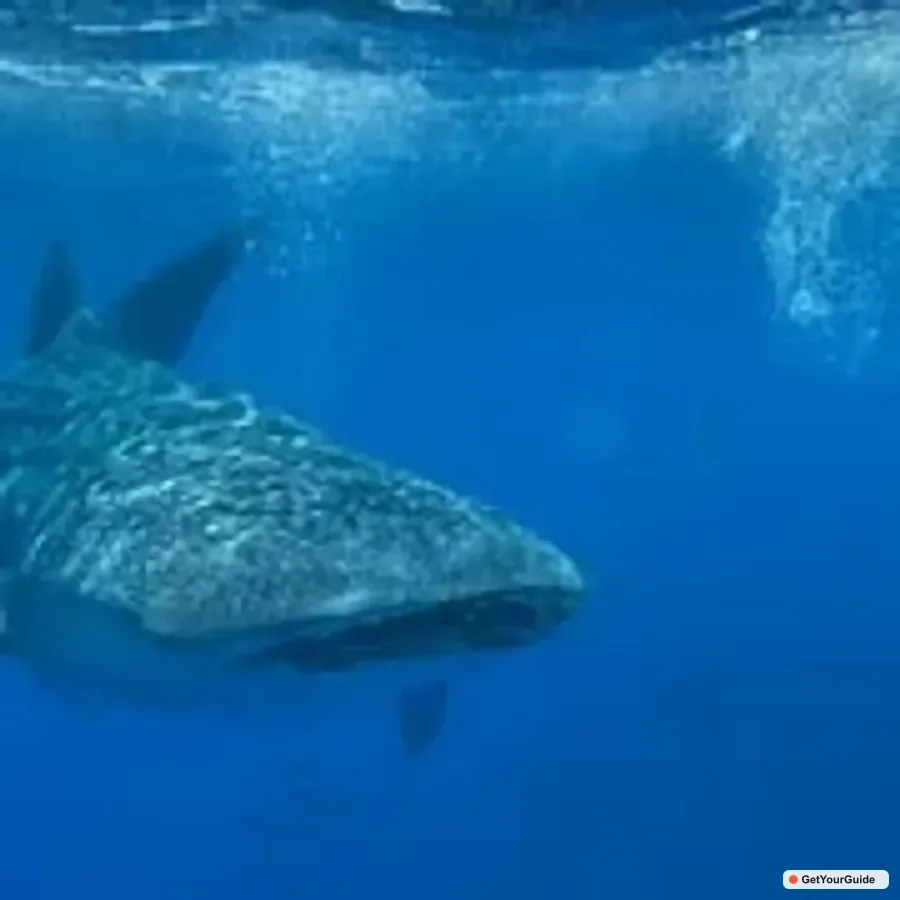 Swim with Whale Sharks Boat Cruise