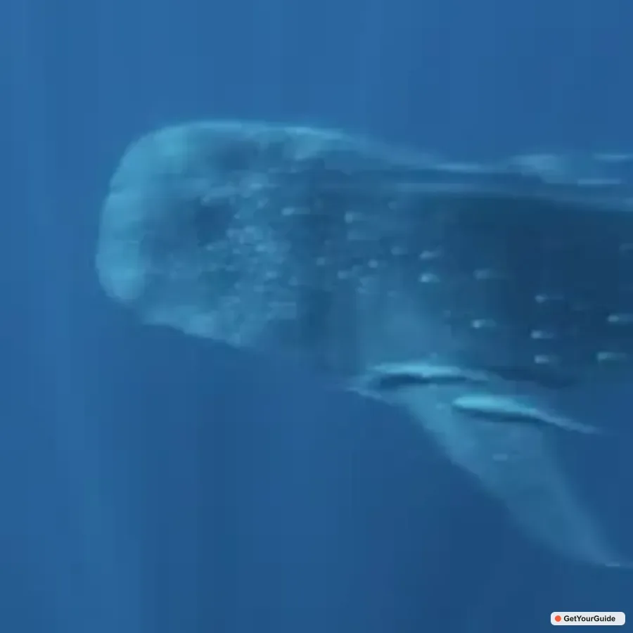 Swim with Whale Sharks Boat Cruise