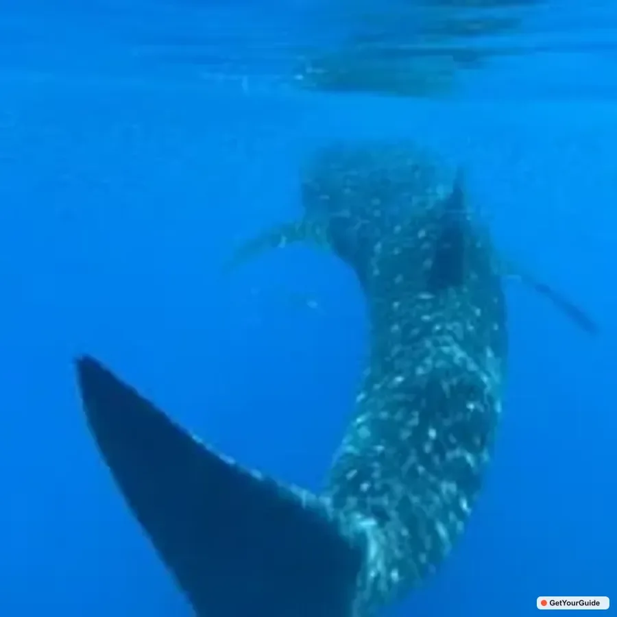 Swim with Whale Sharks Boat Cruise