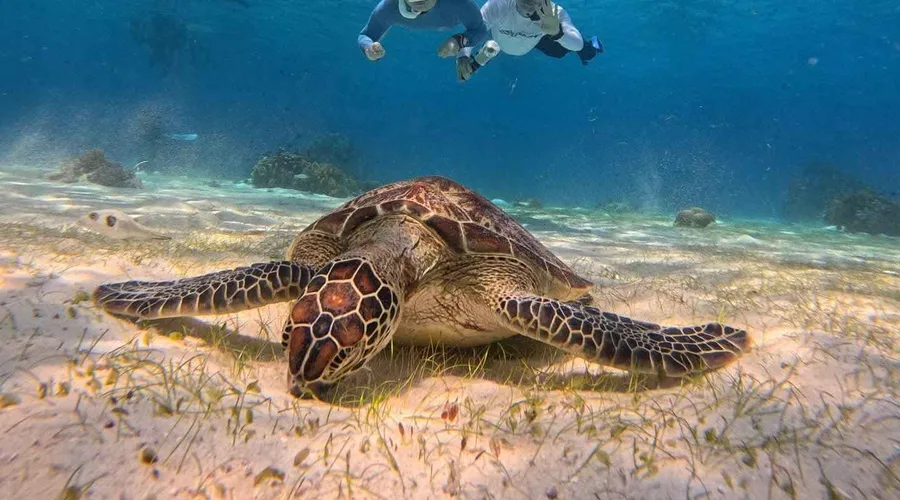 Davao Gulf Dolphin Watching Tour