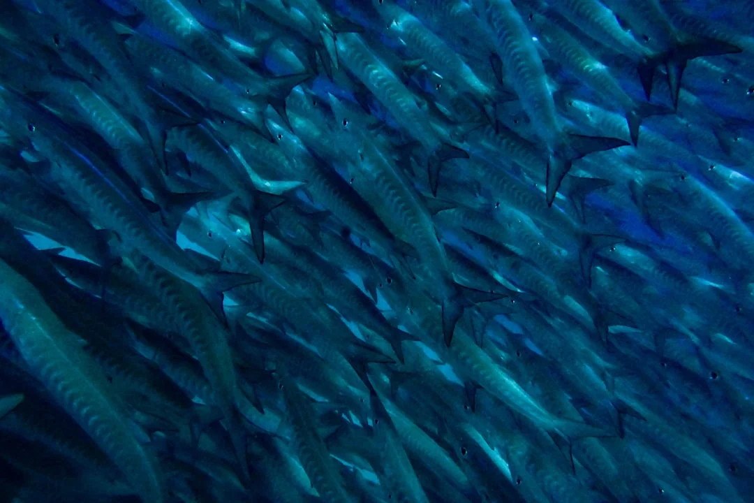 Moalboal Sardine Run