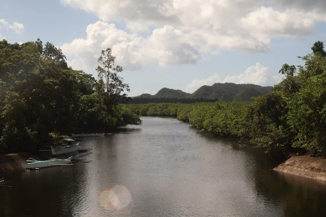 Palawan Firefly & Mangrove Night Safari