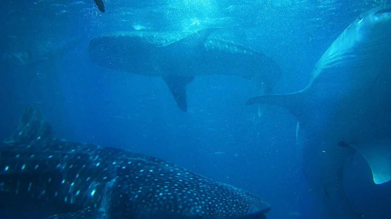 Whale Shark Watching in Oslob