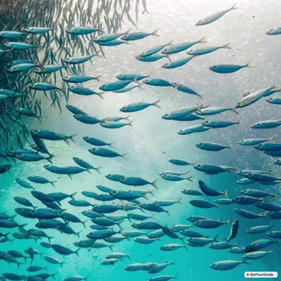 Whale Shark Tour, Tumalog Falls & Moalboal Sardines