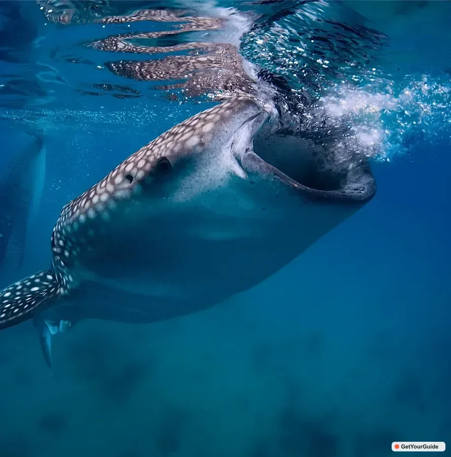 Whale Shark Tour, Tumalog Falls & Moalboal Sardines
