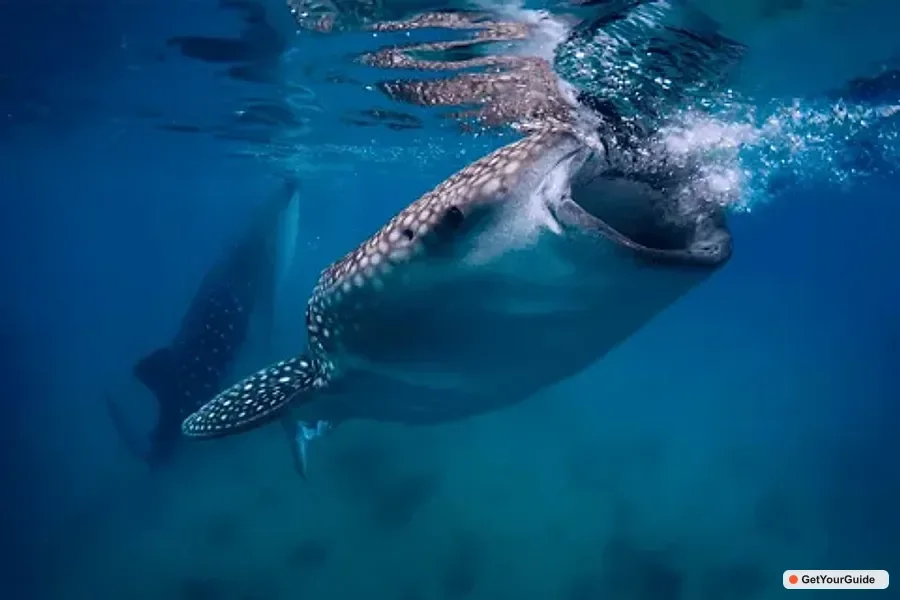 Whale Shark Tour, Tumalog Falls & Moalboal Sardines
