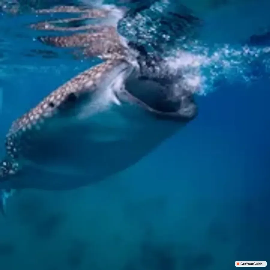 Whale Shark Tour, Tumalog Falls & Moalboal Sardines